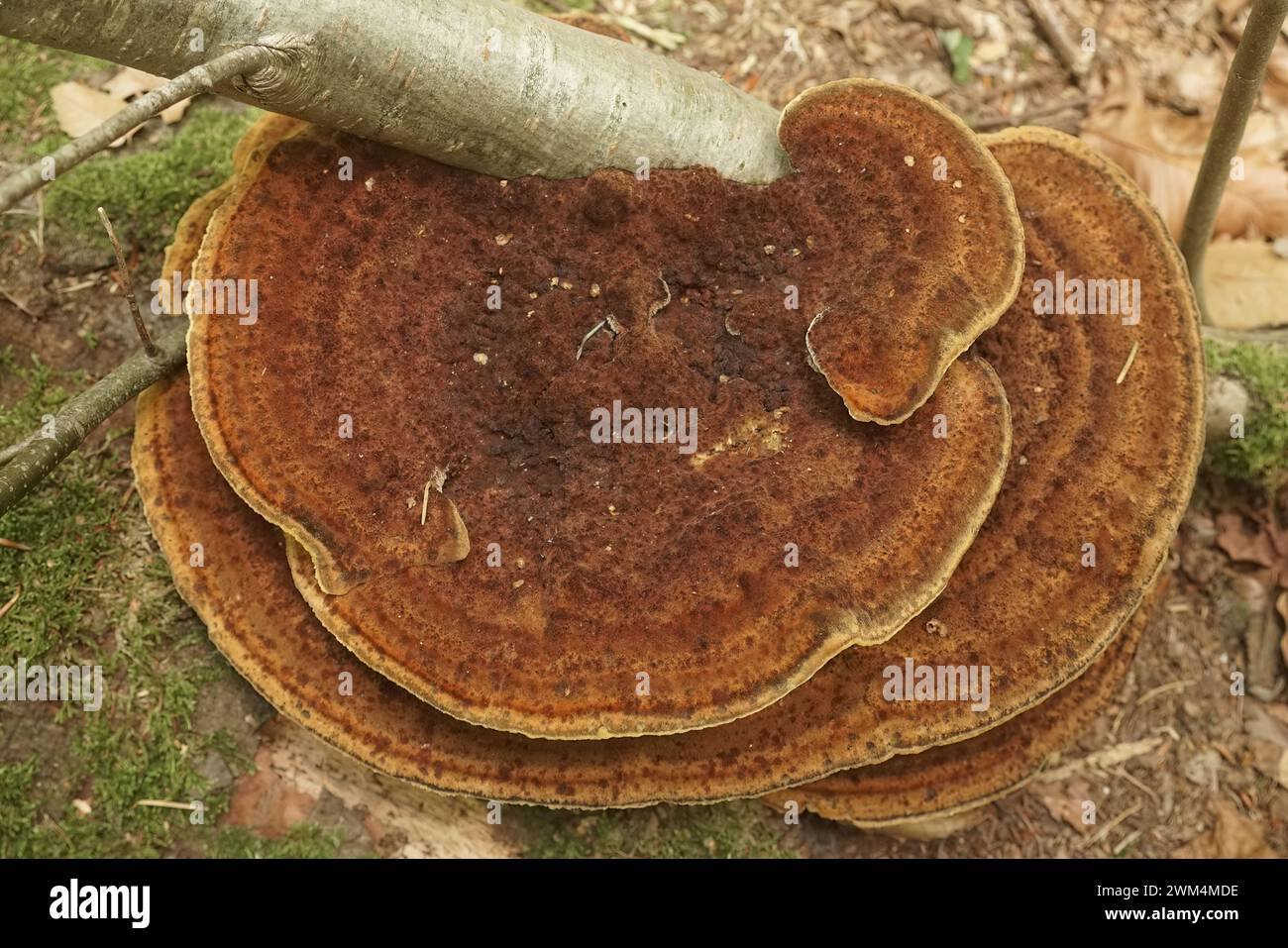 Gros plan naturel sur le polypore de labyrinthe à parois minces aimant le saule ou le champignon à parenthèse rougissante, Daedaleopsis confragosa Banque D'Images