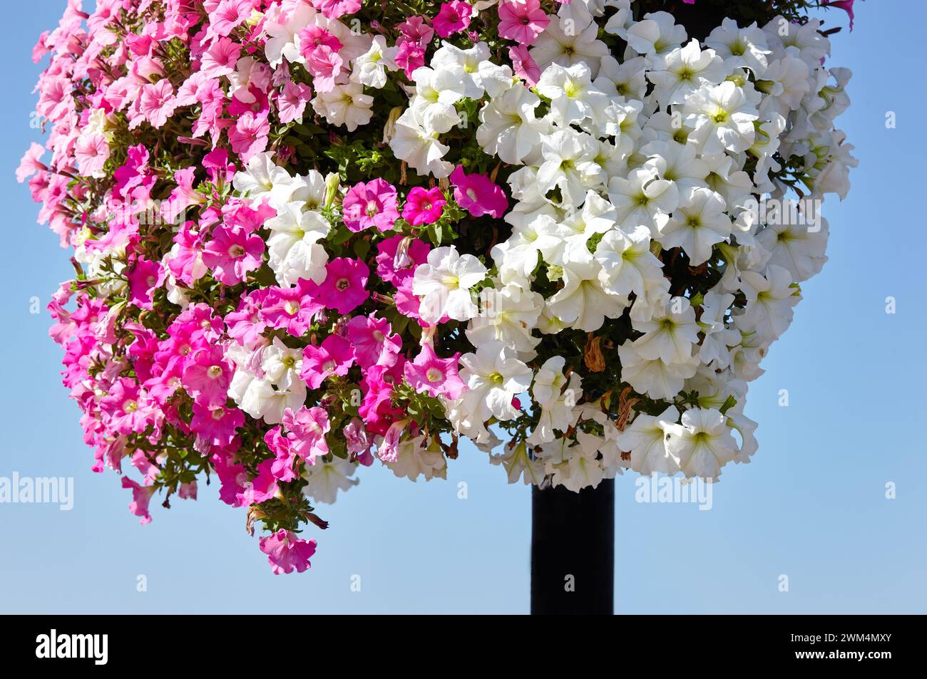 Pétunia, pétunias roses et blanches dans le pot. Jardins communs colorés luxuriants en fleurs dans le parc de la ville. Nom de famille Solanaceae, Nom scientifique Petun Banque D'Images