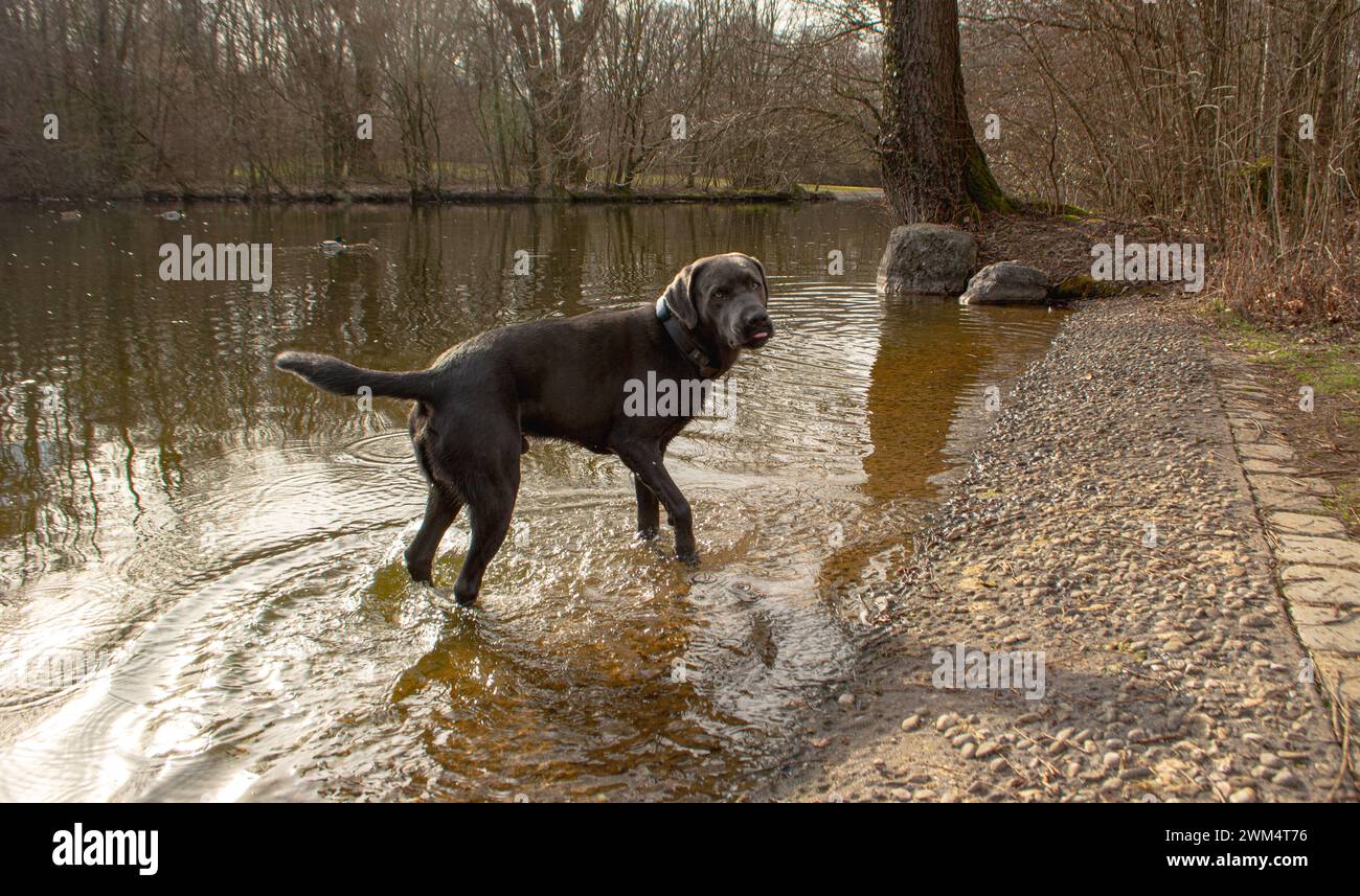 Labrador dans l'eau Banque D'Images