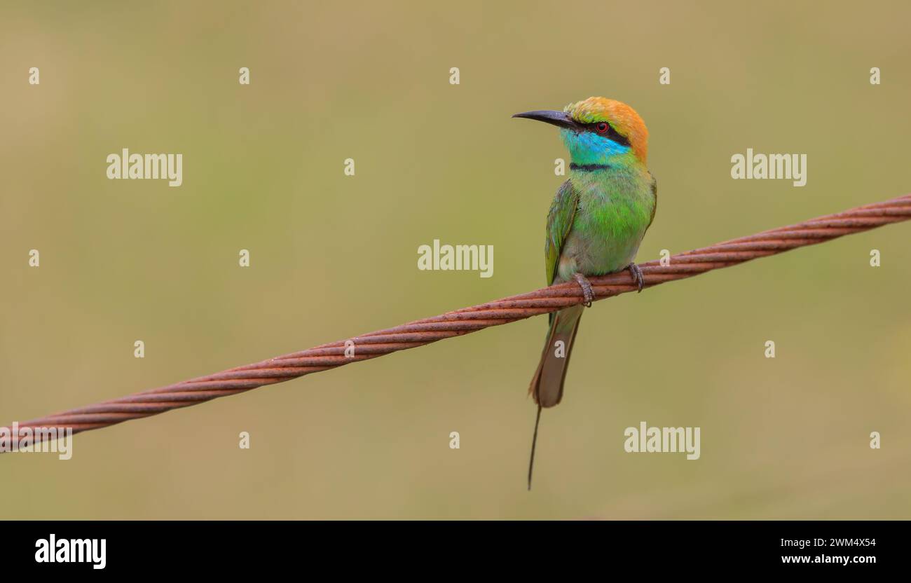 Le mangeur d'abeilles à joues bleues (Merops persicus) est un oiseau passerin proche de la famille des mangeurs d'abeilles, les Meropidae Banque D'Images