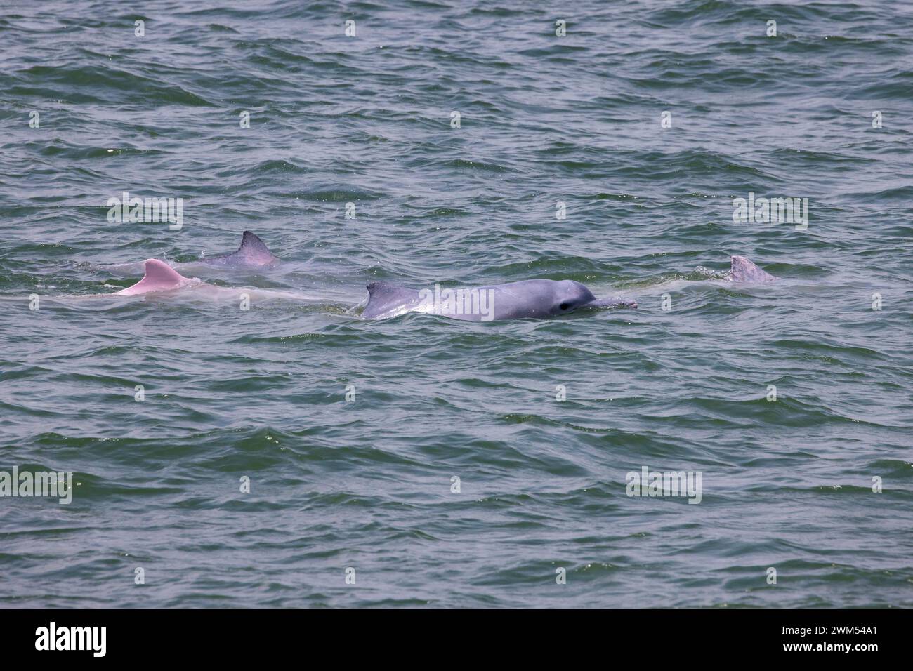 Juvénile et adulte dauphin à bosse de l'Indo-Pacifique / dauphin blanc chinois / dauphin rose (Sousa Chinensis) dans les eaux de Hong Kong Banque D'Images