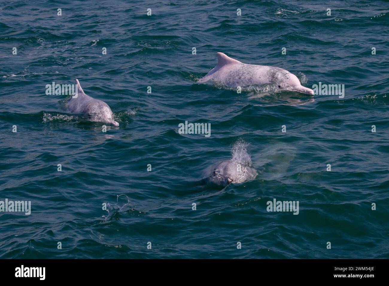 Dauphin à bosse de l'Indo-Pacifique / dauphin blanc chinois / dauphin rose (Sousa Chinensis) gousse dans les eaux de Hong Kong Banque D'Images