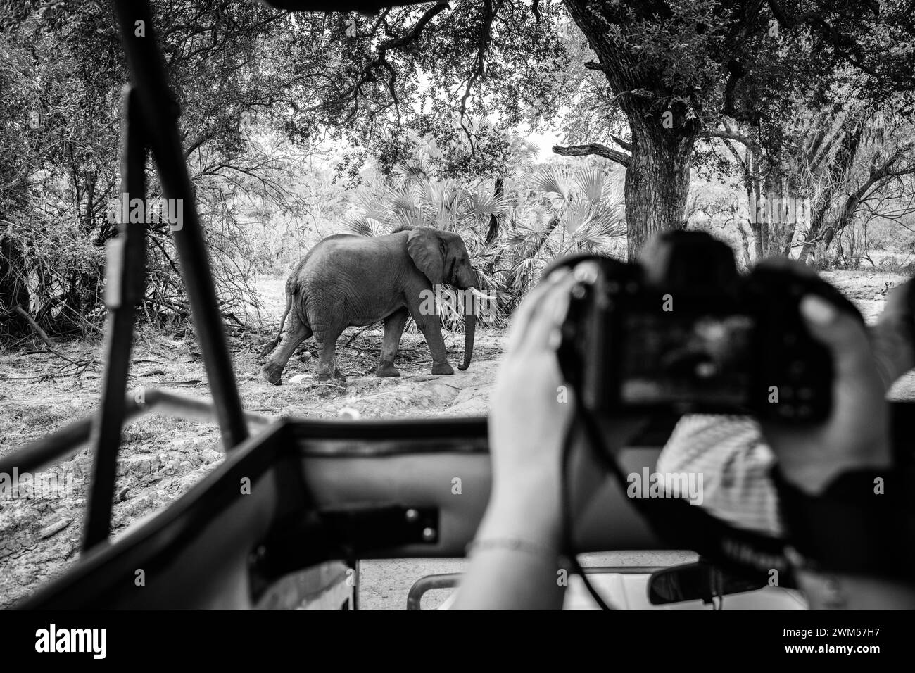 Un éléphant dans le parc national Nyerere Tanzanie Banque D'Images