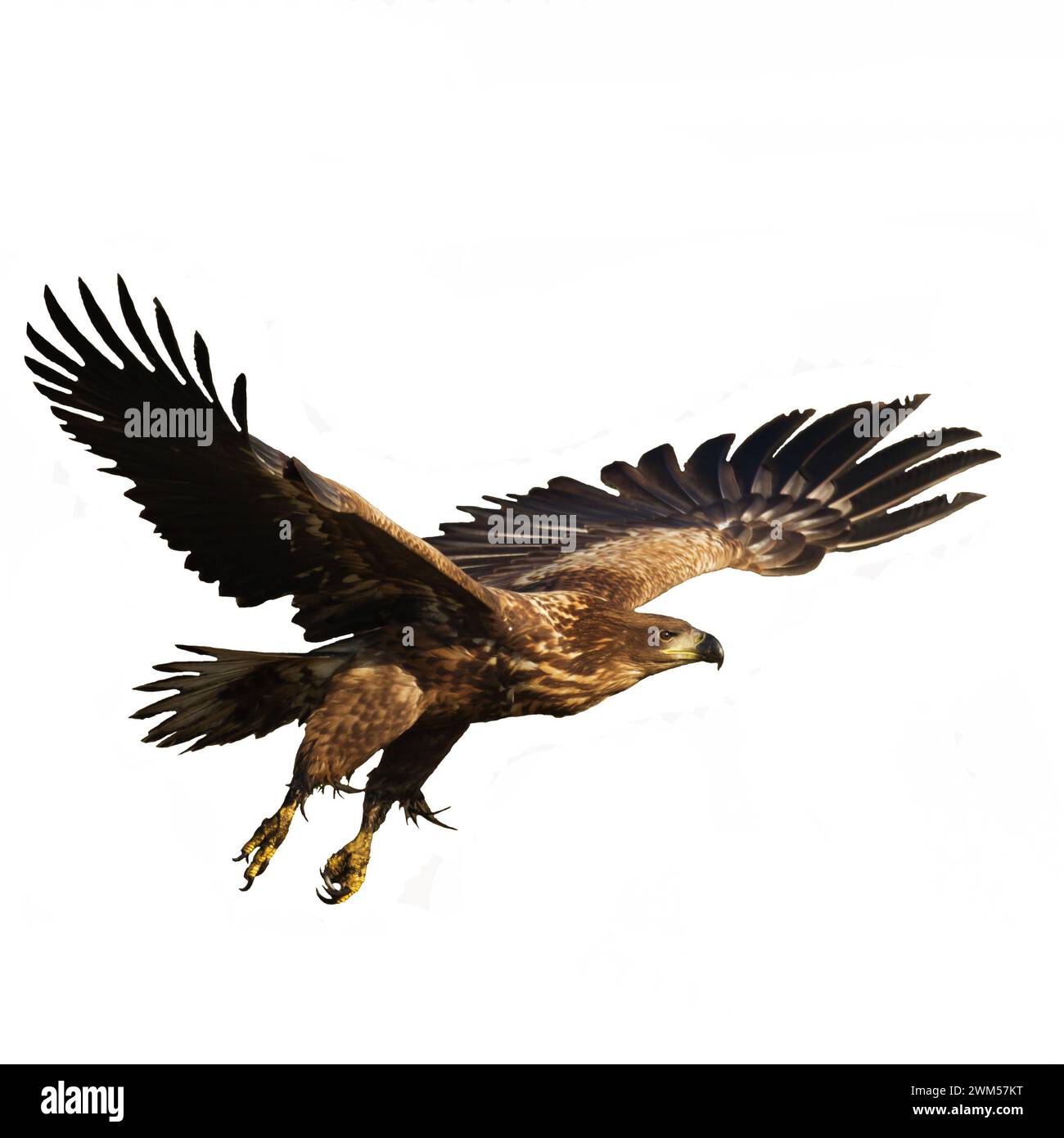 Oiseaux de proie Aigle à queue blanche isolé sur fond blanc oiseau volant Banque D'Images