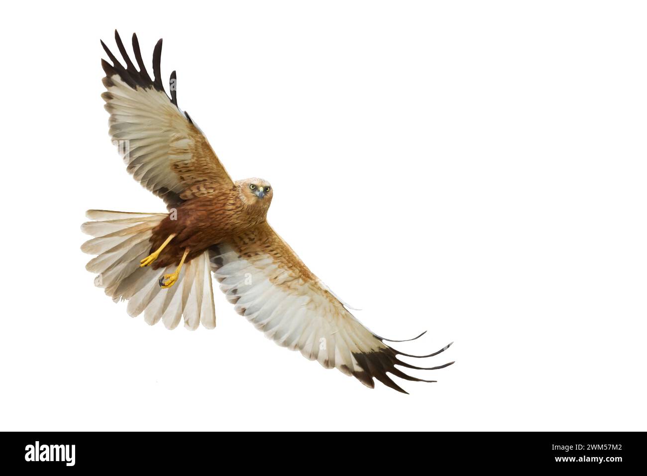 Oiseau de proie volant Marsh Harrier Circus aeruginosus isolé sur fond blanc Banque D'Images