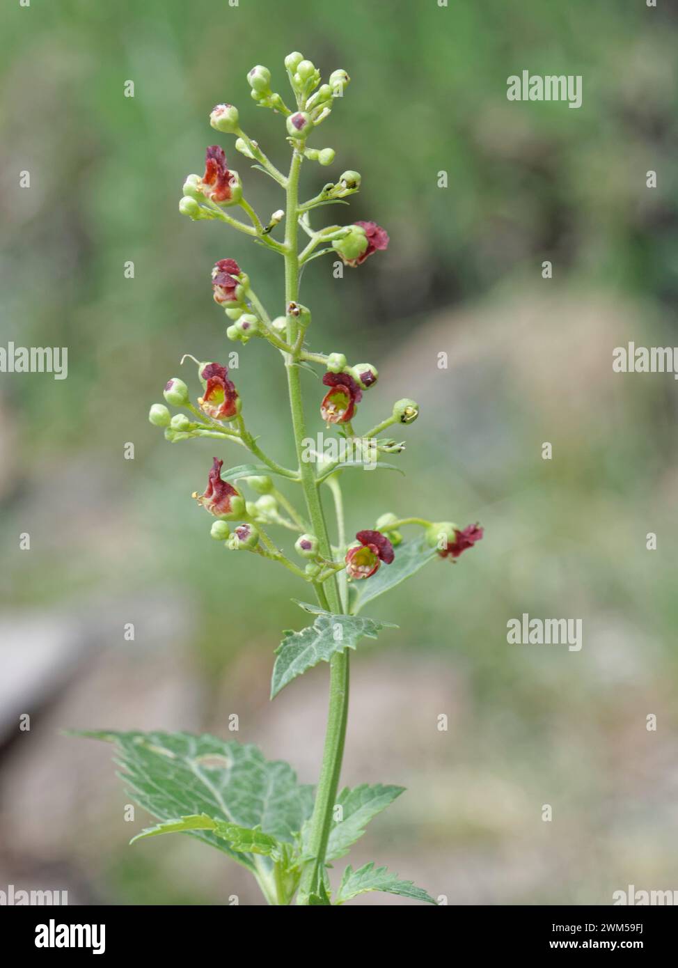 La fige des Canaries (Scrophularia glabrata), endémique des Canaries, fleurit dans le parc national du Teide, Tenerife, mai. Banque D'Images