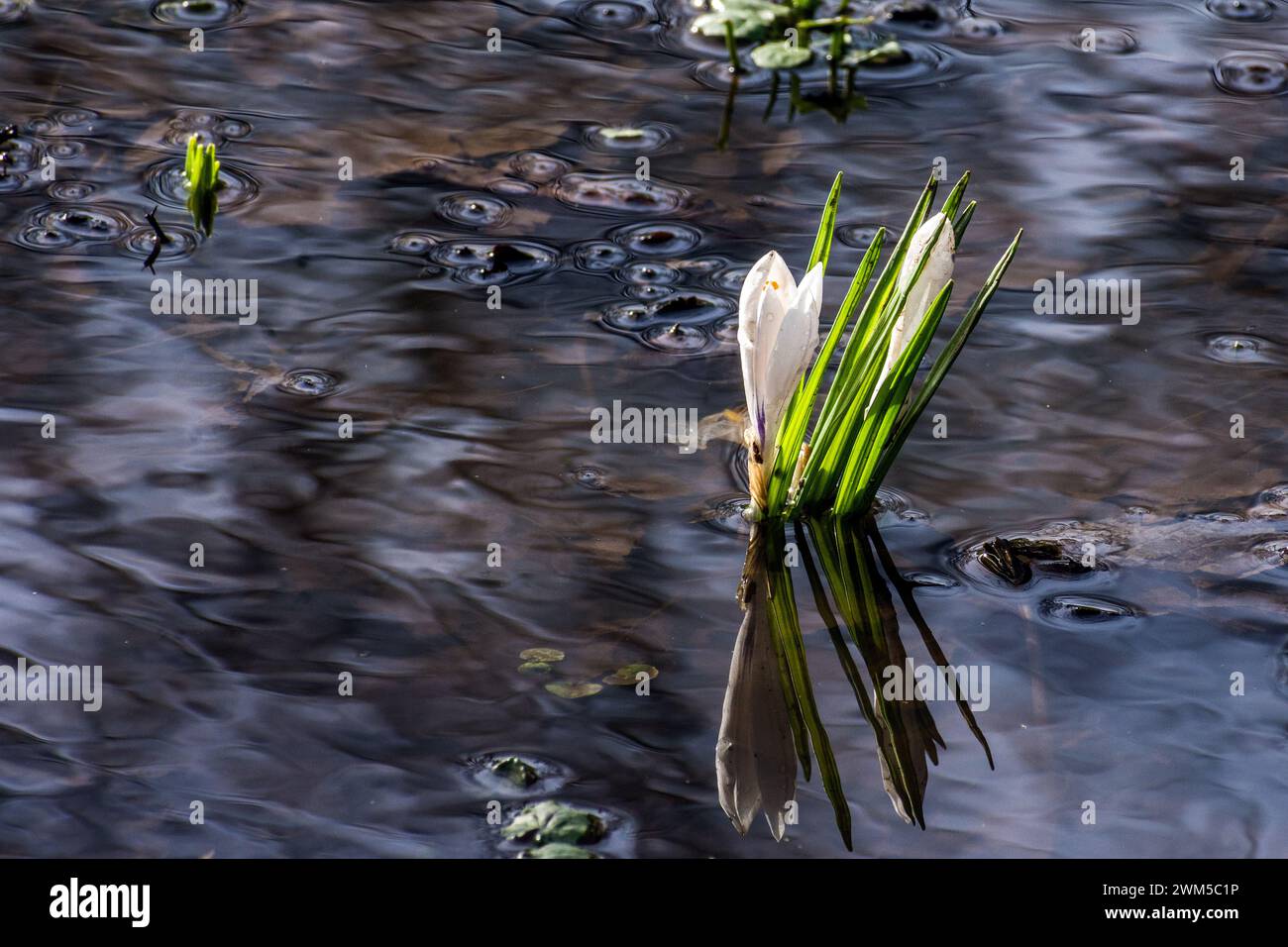 Le crocus blanc fleurit au début du printemps. Banque D'Images