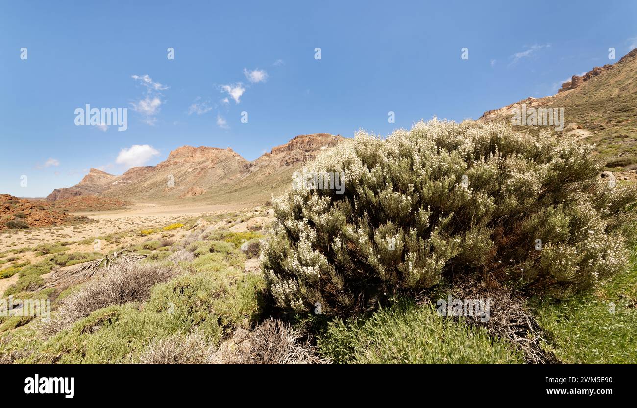 Balai blanc du Teide (Spartocytisus supranubius) en fleurs dans la caldeira de Las Canadas, parc national du Teide, Tenerife, mai. Banque D'Images