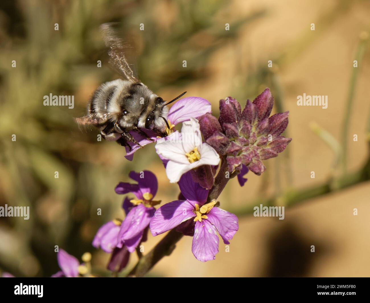 Abeille à fleurs des Canaries (Anthophora alluaudi), endémique des Canaries, enclavée de la fleur de teide (Erysimum scoparium), Parc National du Teide, Tenerife Banque D'Images