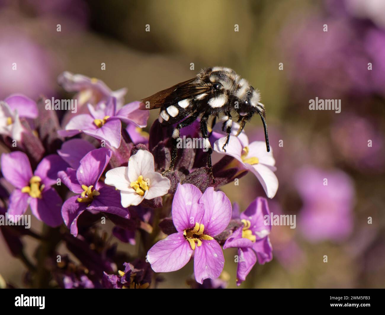 Abeille fouilleuse à coucou (Melecta curvispina), parasite des abeilles à fleurs, endémique des Canaries, nectaring de la fleur murale du Teide (Erysimum scoparium) Tenerife. Banque D'Images