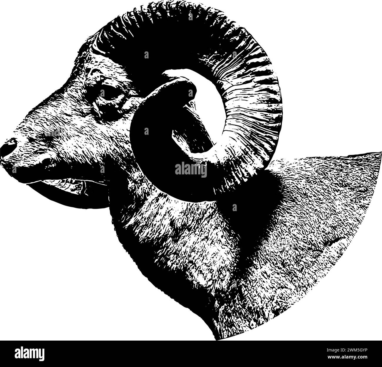 Croquis de profil de mouton de grande corne, en noir, isolé Illustration de Vecteur