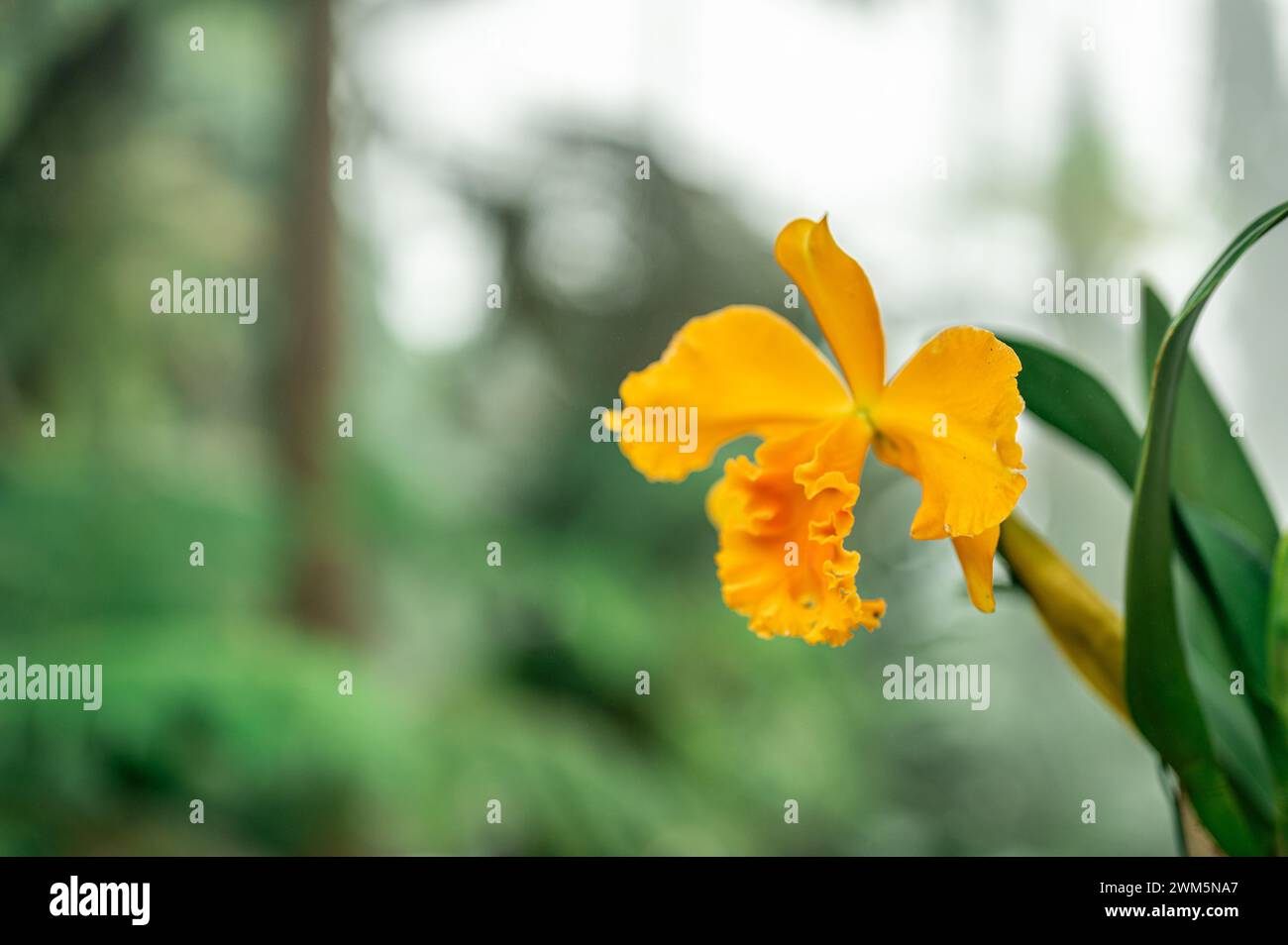 Les orchidées jaunes tropicales prospèrent dans l'habitat luxuriant de la forêt tropicale, présentant des couleurs vives et des pétales délicats. fleurs exotiques fleurissent riche feuillage, créant Banque D'Images