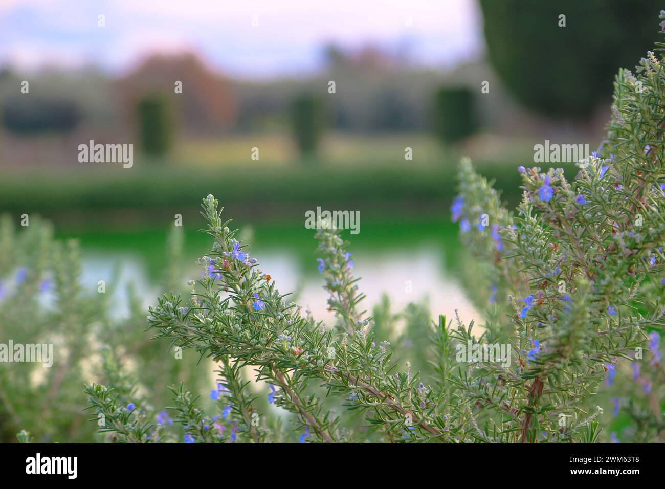 Un gros plan d'un arbuste de romarin avec des fleurs bleu pâle sur des branches vertes Banque D'Images