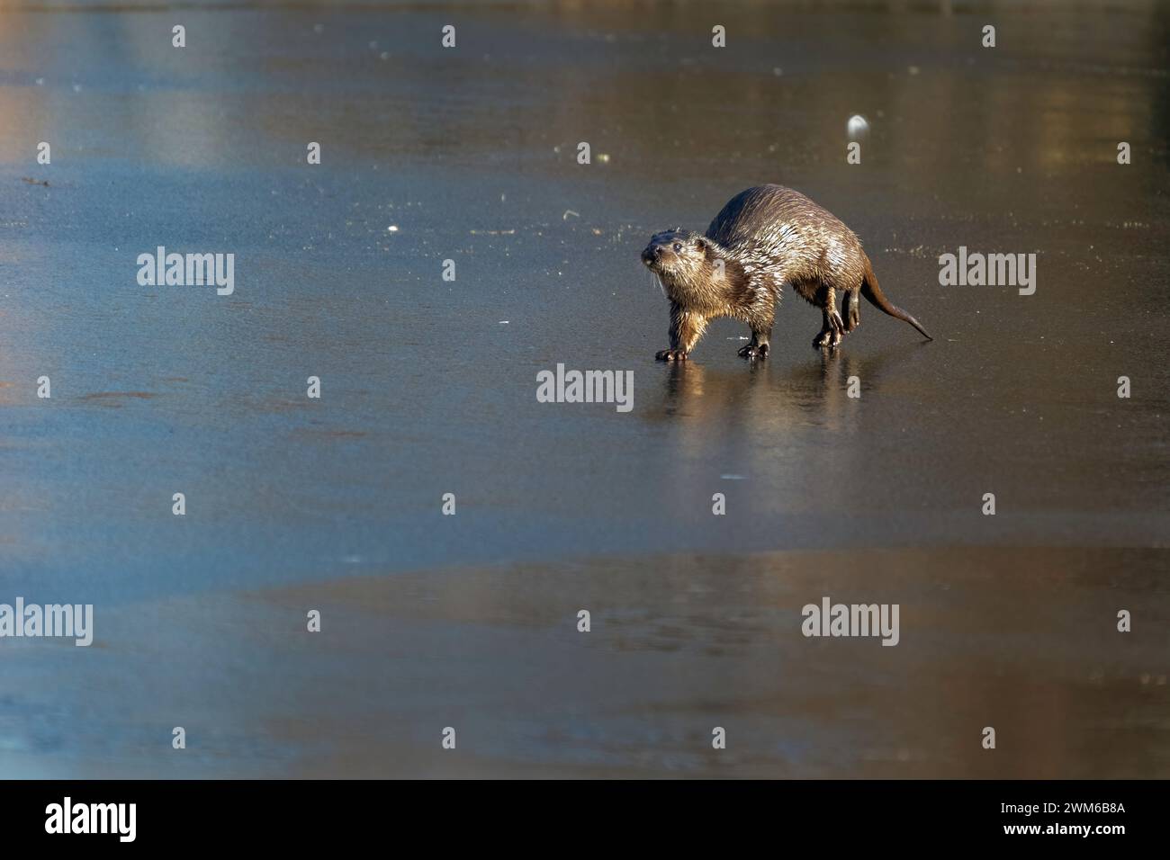 Loutre sur la glace dans la lumière dorée Banque D'Images