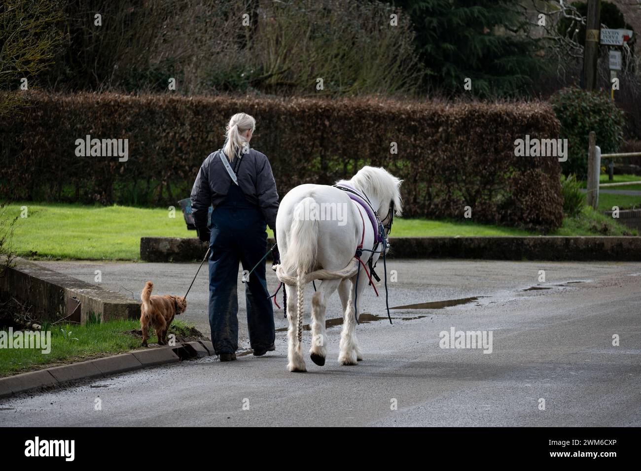 Une femme promenant un cheval et un chien, village de Willoughby, Warwickshire, Angleterre, Royaume-Uni Banque D'Images