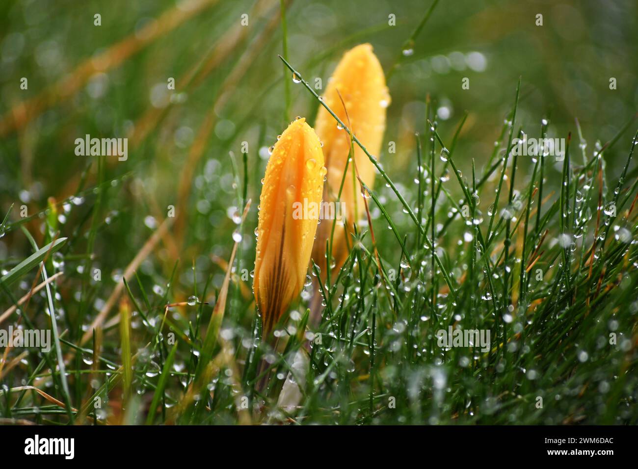 Gros plan du crocus jaune avec des gouttes de pluie Banque D'Images