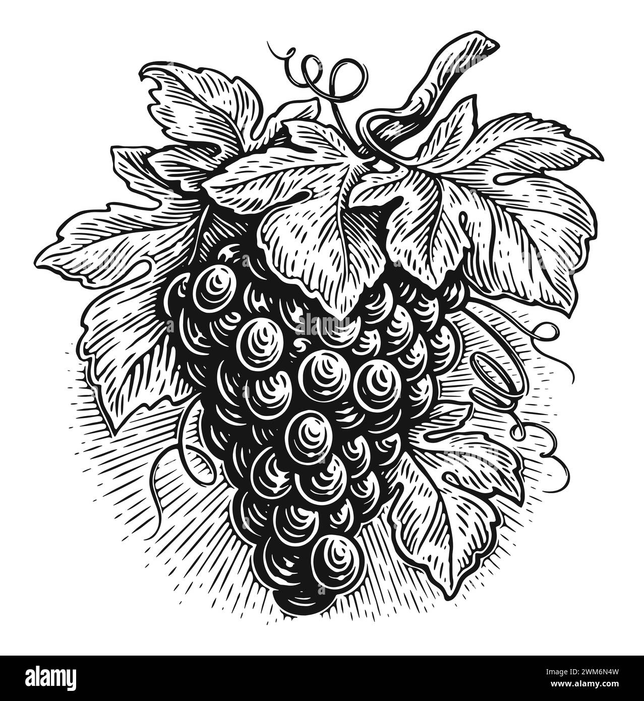 Branche de vigne avec des baies. Raisins avec des feuilles. Vigne, illustration vectorielle d'esquisse Illustration de Vecteur
