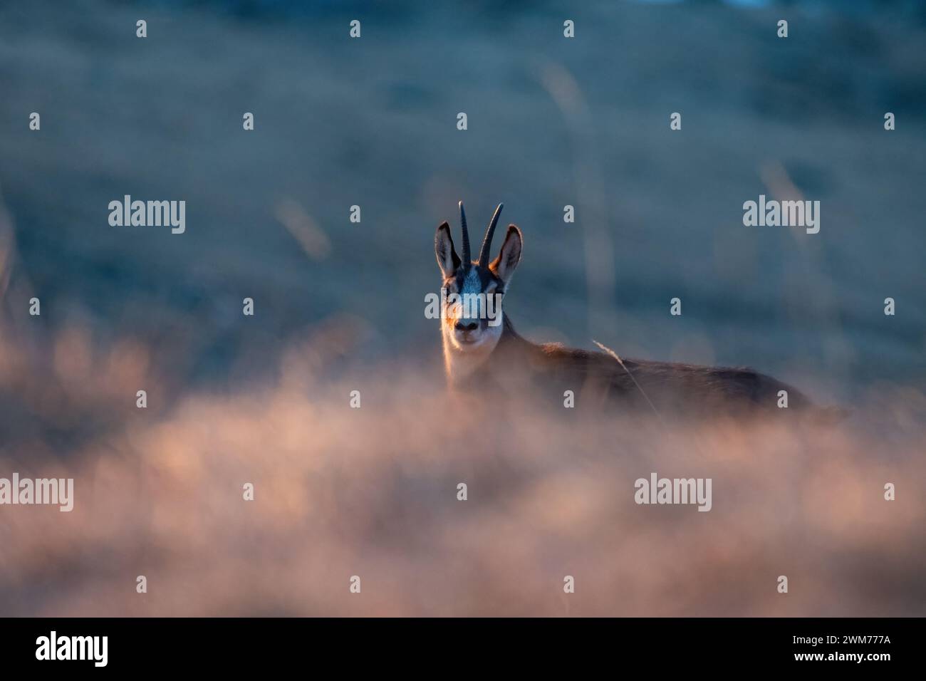 Chamois alpin, Rupicapra rupicapra, à l'aube dans une prairie alpine. Alpes italiennes. Animal dans la nature. Banque D'Images