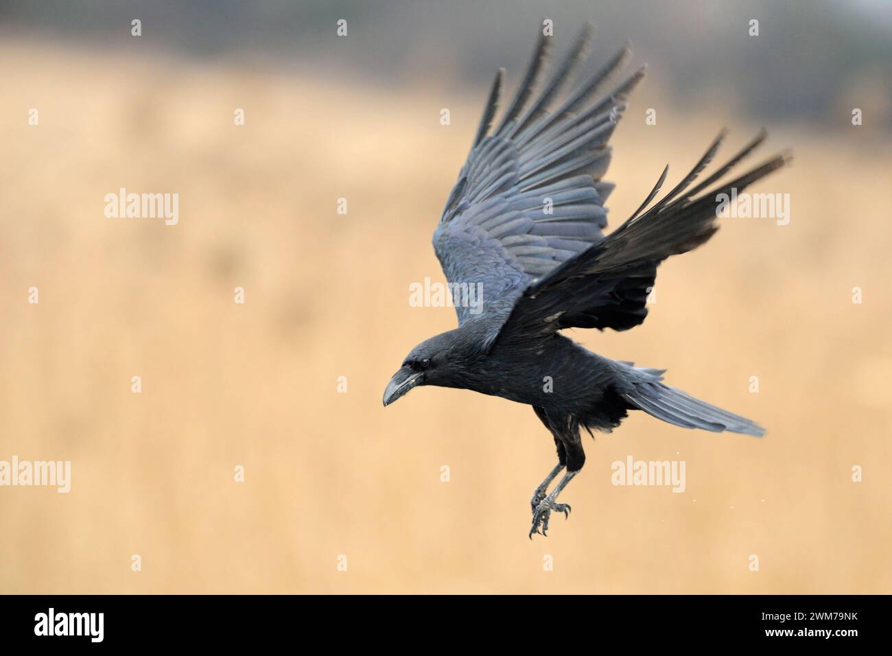 Corbeau commun (Corvus corax) volant dans, entouré de roseau de couleur dorée, la faune, l'Europe. Banque D'Images