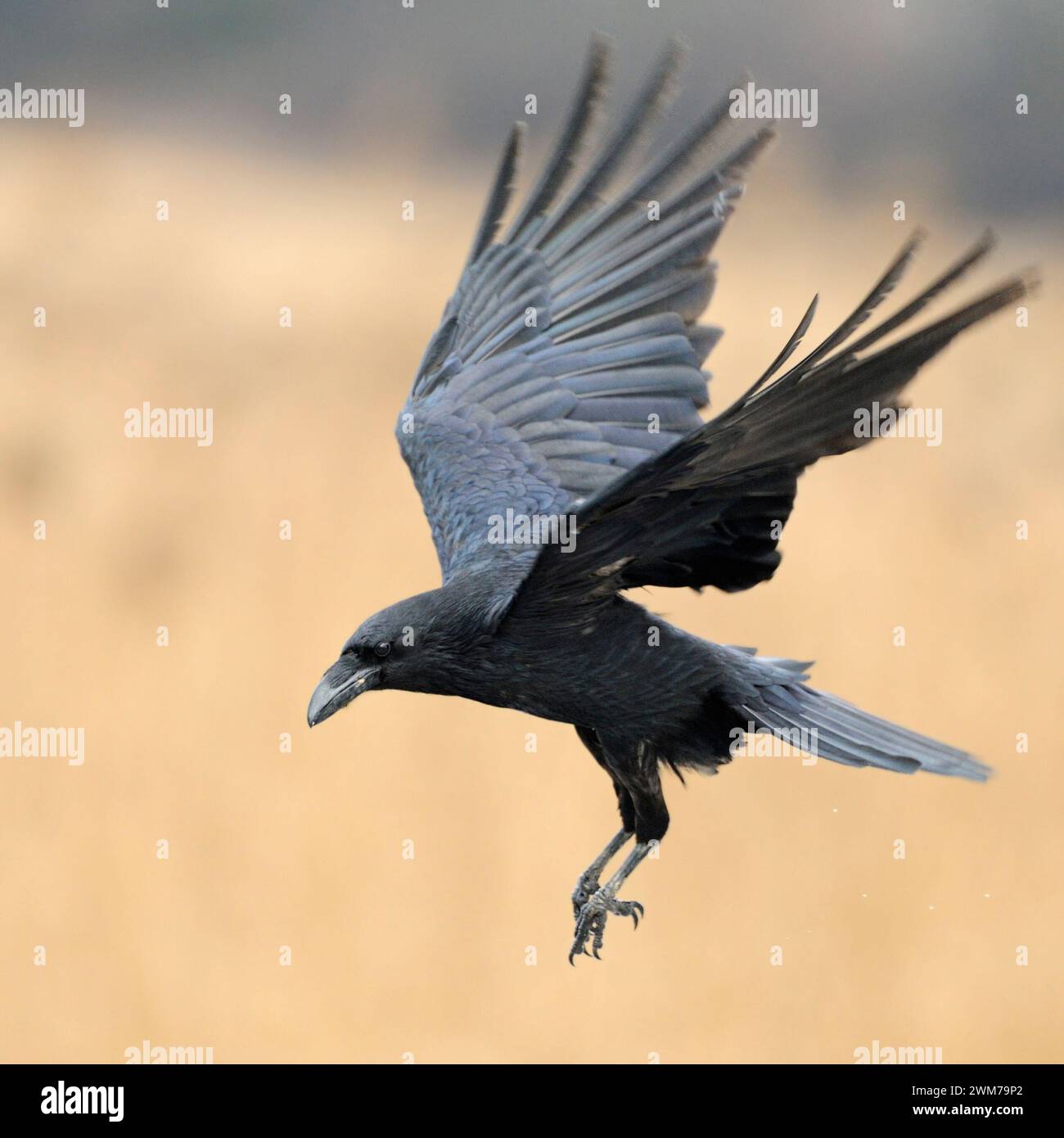 Corbeau commun (Corvus corax) volant dans, entouré de roseau de couleur dorée, la faune, l'Europe. Banque D'Images