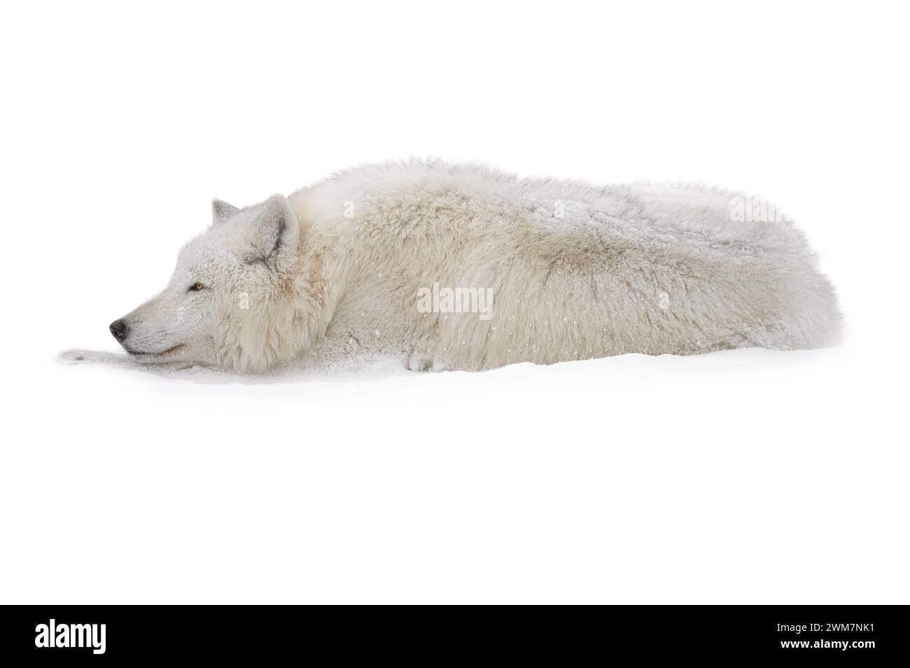 Un loup blanc arctique repose dans la neige pendant les chutes de neige. Isolé sur fond blanc. Banque D'Images