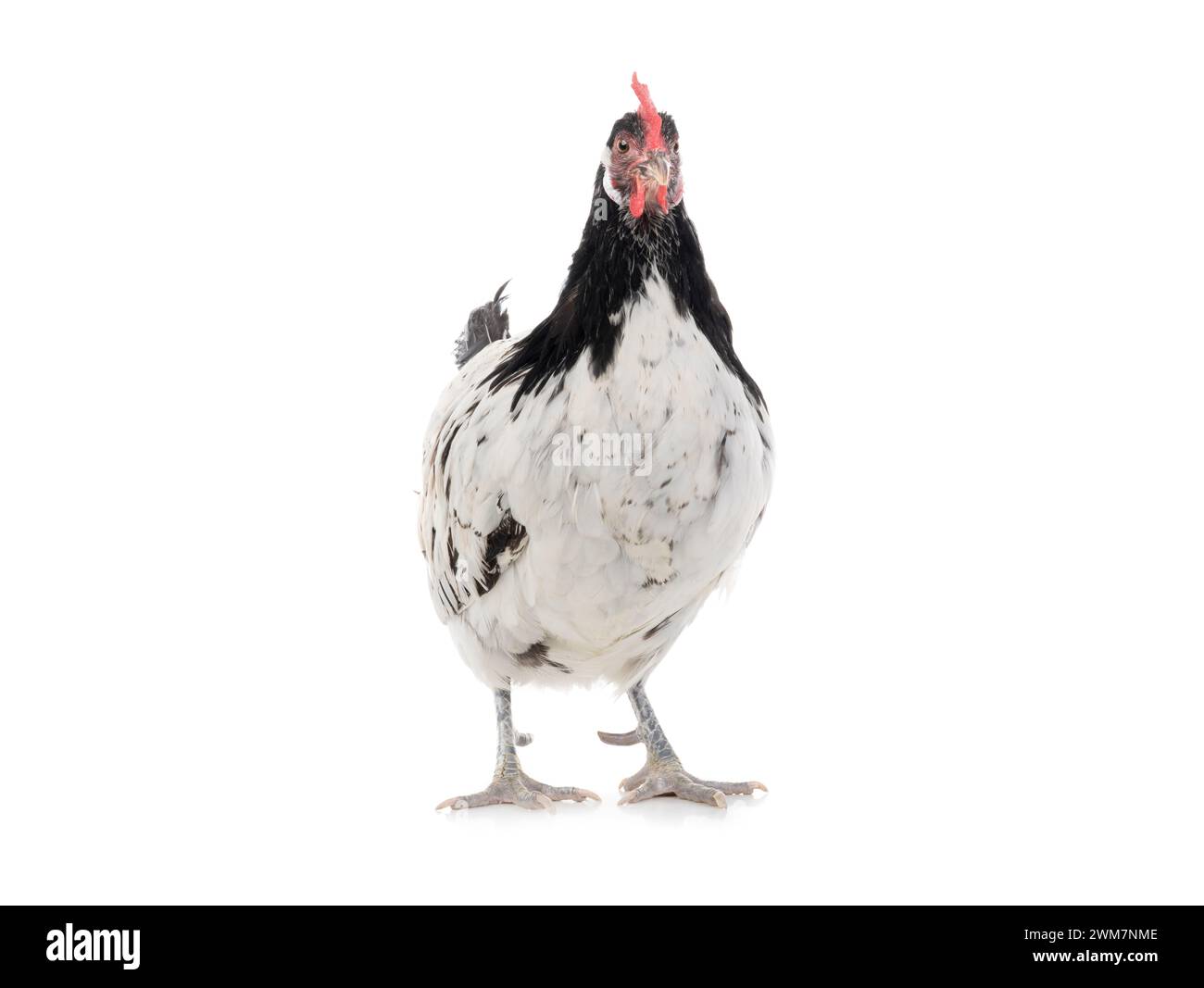 le poulet lakenfeld est isolé sur fond blanc Banque D'Images