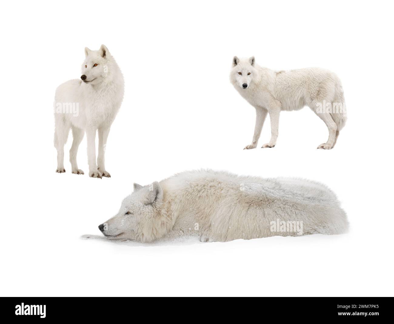 Un loup blanc arctique repose dans la neige pendant les chutes de neige. Isolé sur fond blanc. Banque D'Images