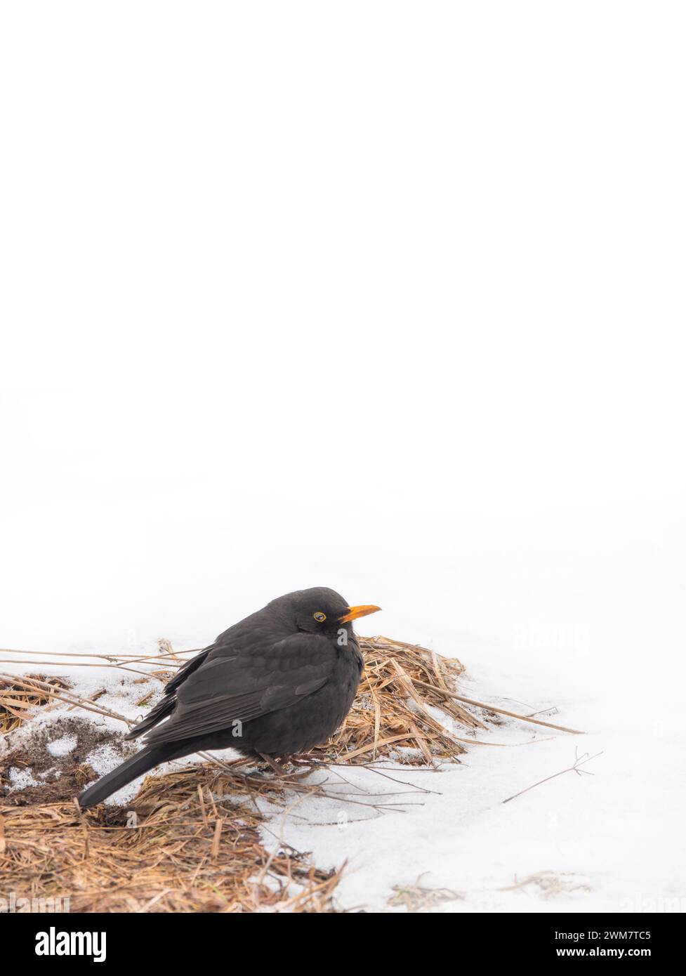 blackbird est assis dans la neige par temps froid sur un fond blanc Banque D'Images