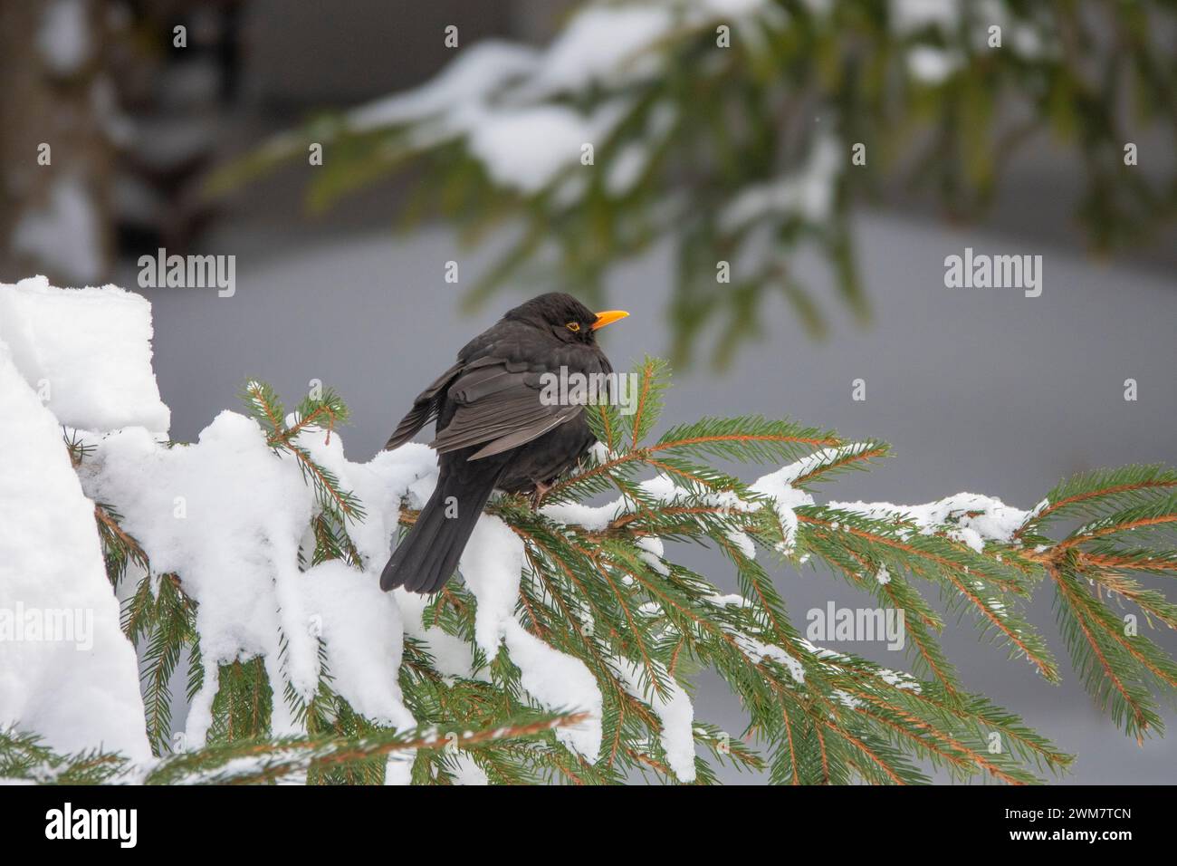 blackbird assis sur une branche d'arbre dans la neige par temps froid sur un fond blanc Banque D'Images