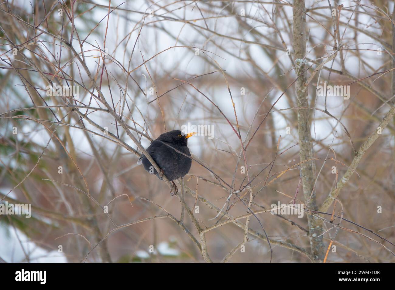 blackbird assis sur une branche d'arbre sur un fond blanc Banque D'Images