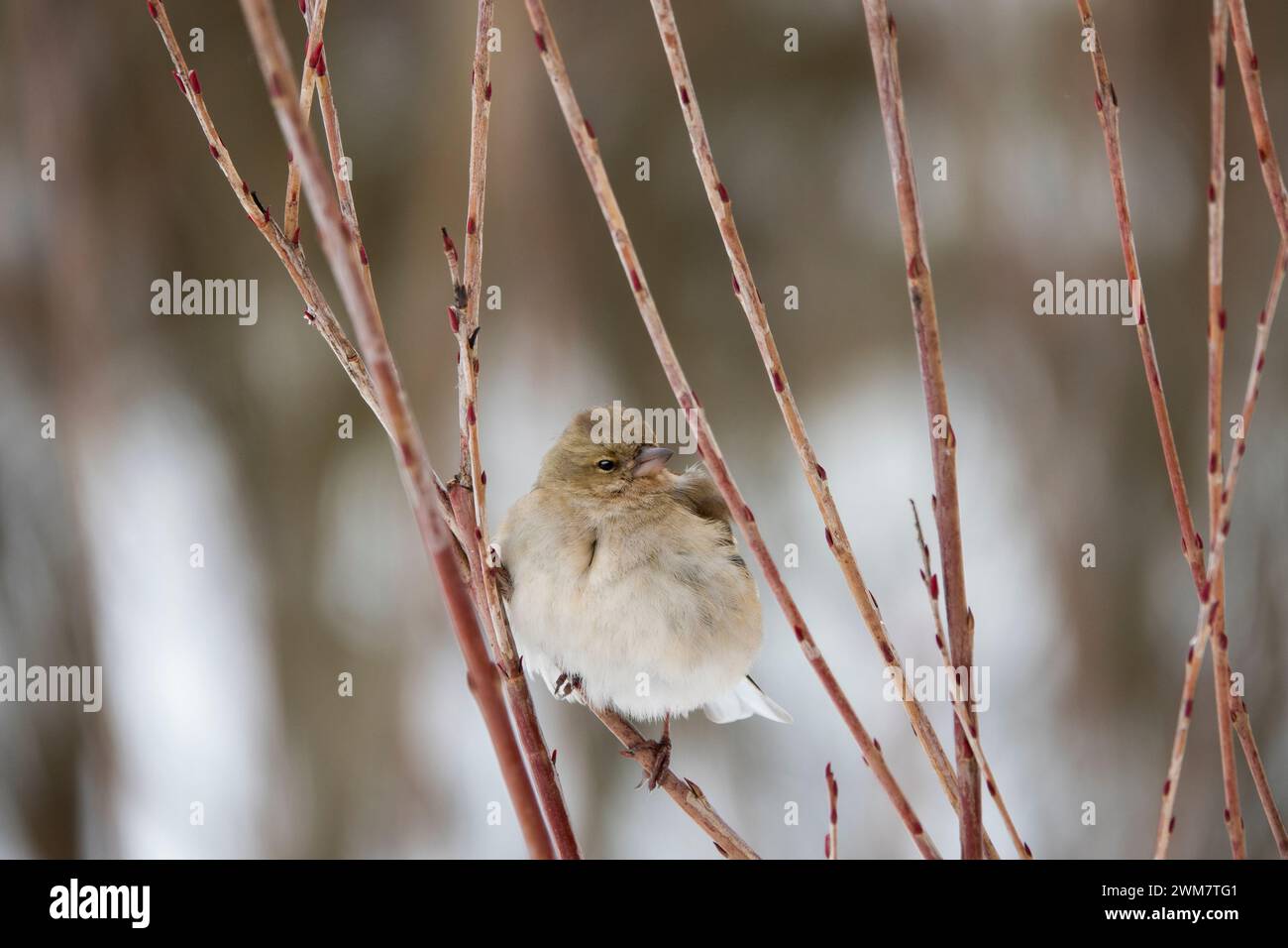 finch est assis sur une branche en hiver dans un grand gel Banque D'Images