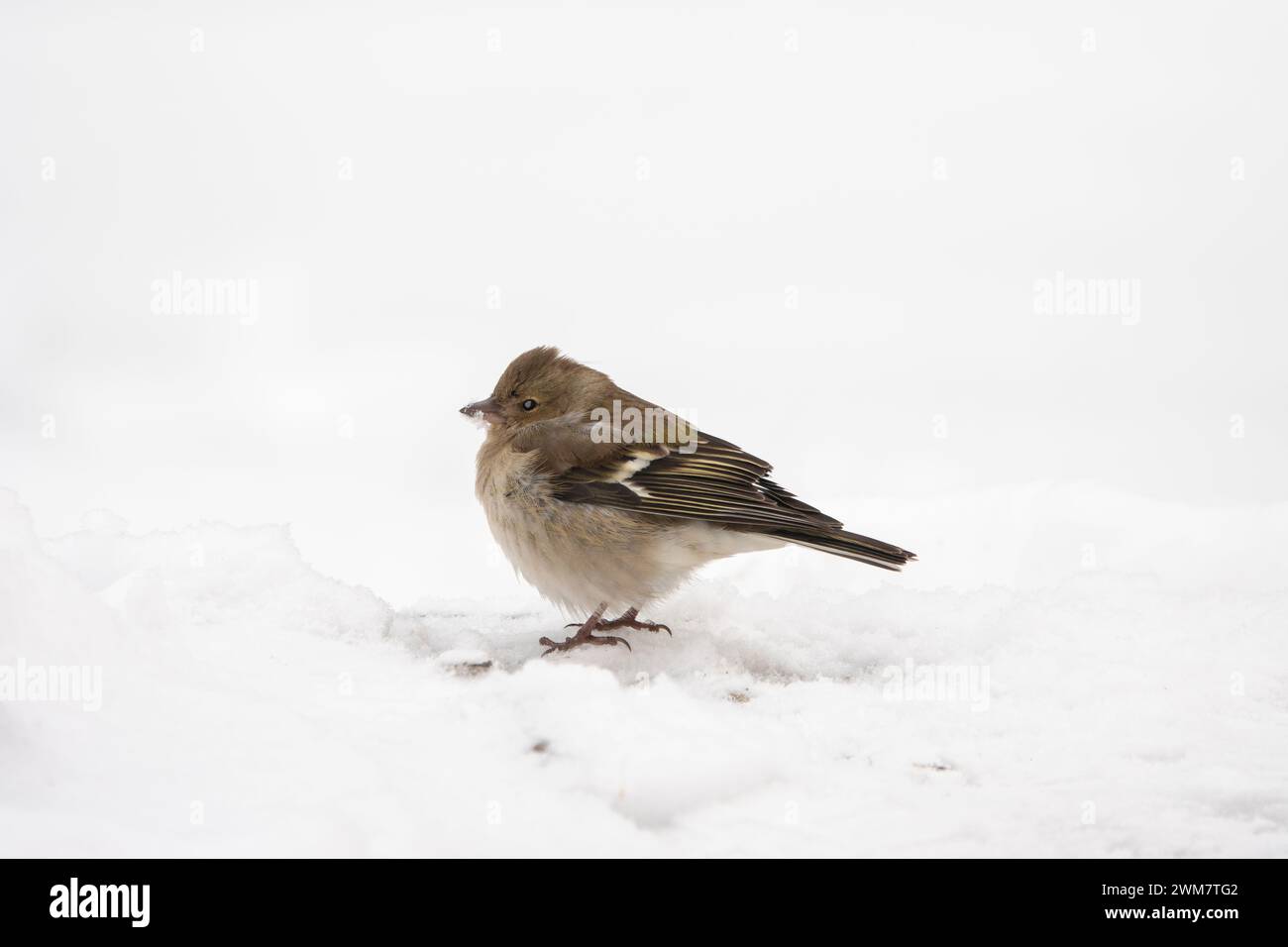 le finch se tient dans la neige dans un grand gel en hiver Banque D'Images