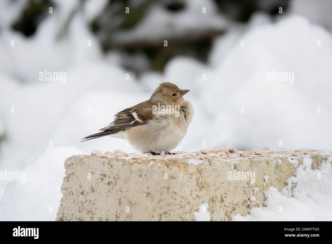 le finch se tient dans la neige dans un grand gel en hiver Banque D'Images