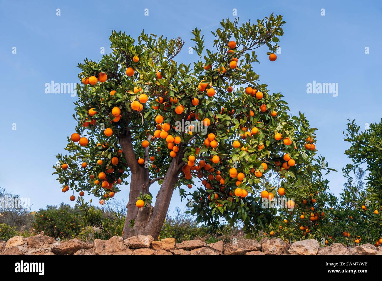 Oranger plein d'oranges mûres prêtes à être récoltées. Banque D'Images