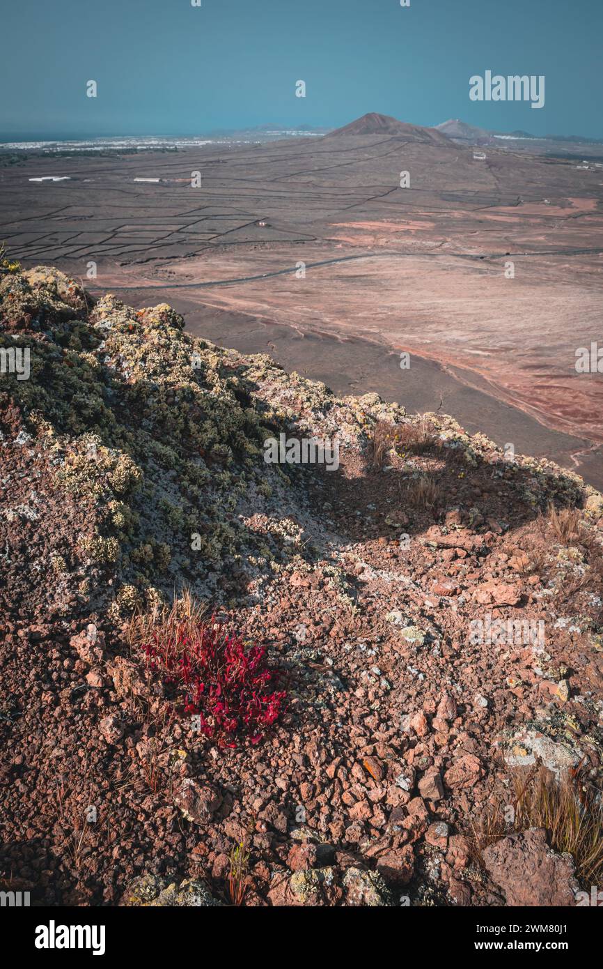 Mousse tropicale rouge au sommet de la montagne à Lanzarote Banque D'Images