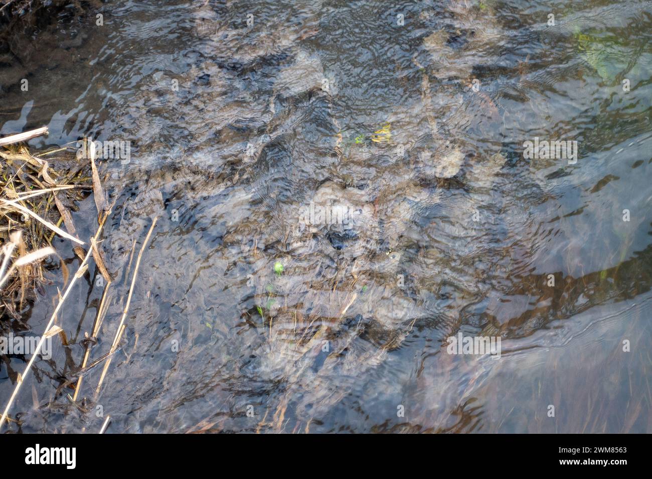 Chalfont St Peter, Royaume-Uni. 24 février 2024. Champignon des eaux usées dans la rivière Misbourne à Chalfont St Giles, Buckinghamshire. Les eaux de la Tamise se déversent dans la rivière Misbourne, un précieux ruisseau de craie, à Amersham dans les bassins d'équilibrage Amersham dans le Buckinghamshire. Surveillance de la durée de l'événement sur l'eau de la Tamise il reste hors d'action, cependant, il y a des preuves claires de champignons d'égout dans la rivière en aval à Chalfont St Giles et une puanteur d'eaux usées. Crédit : Maureen McLean/Alamy Live News Banque D'Images