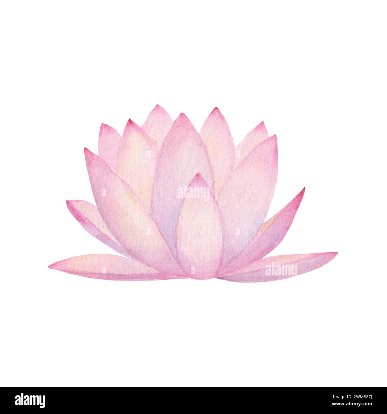 Fleur de nénuphar rose aquarelle isolée sur fond blanc. Illustration botanique printanière florale dessinée à la main à l'aquarelle. Impression pour textile, tissu Banque D'Images