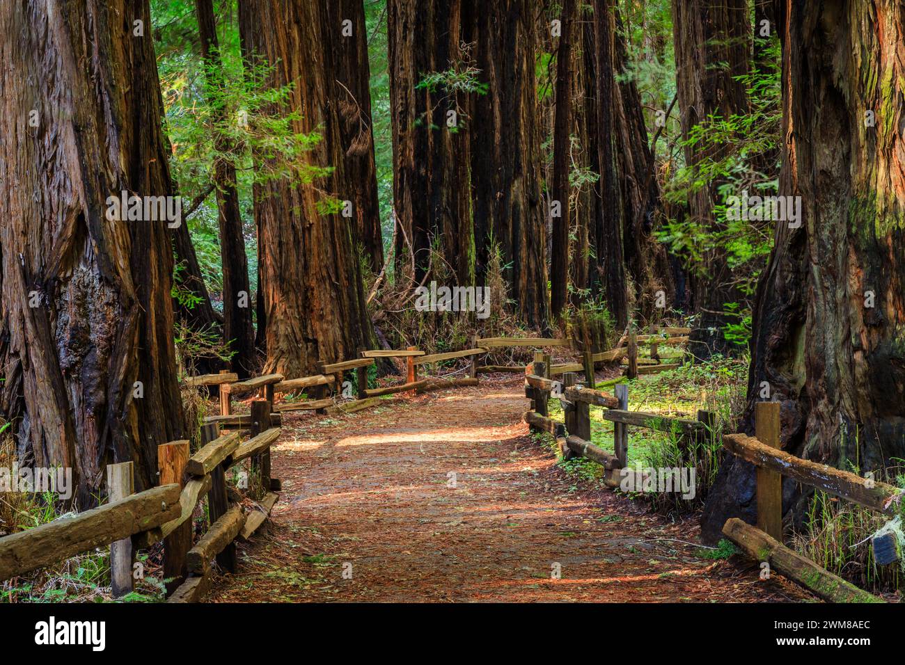Imposants peuplements de séquoias près de Redwood Creek dans le sombre et magnifique Muir Woods National Monument à l'extérieur de San Francisco, Californie Banque D'Images