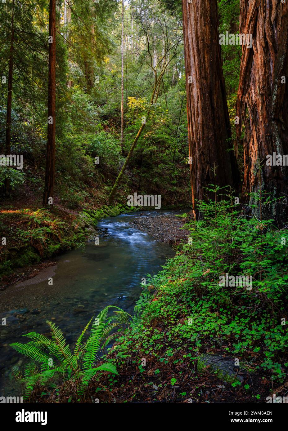 Muir Woods, California Banque D'Images