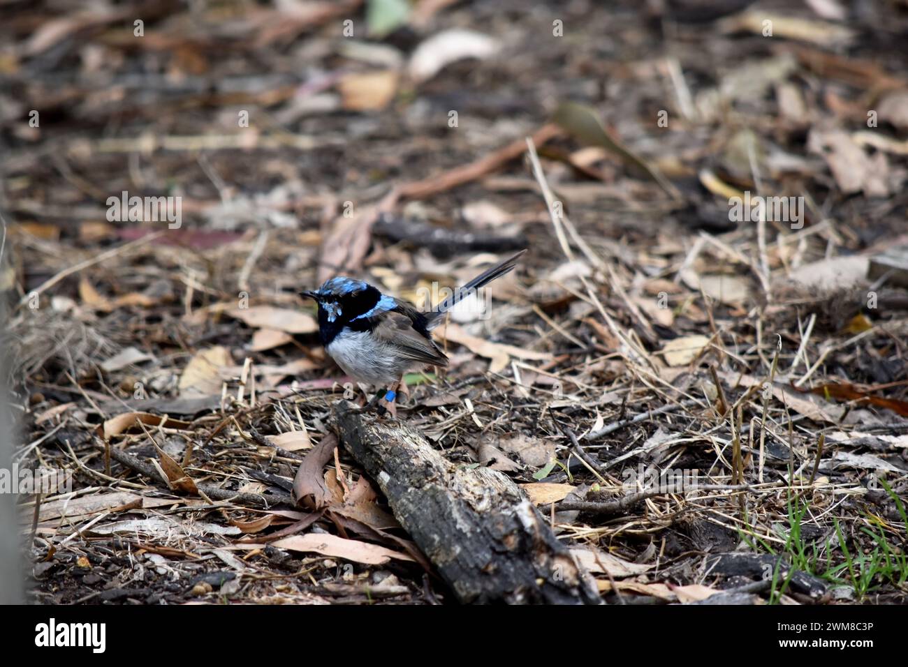 Les rides de fées mâles ont un plumage bleu et noir riche au-dessus et sur la gorge. Le ventre est gris-blanc et le bec est noir. Banque D'Images