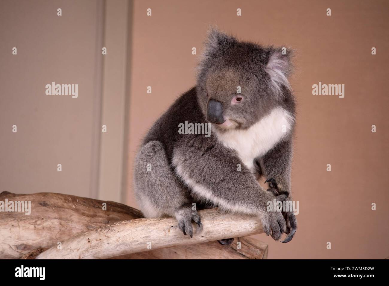 Le Koala a une grande tête ronde, de grandes oreilles de fourrure et un gros nez noir. Leur fourrure est habituellement de couleur gris-brun avec la fourrure blanche sur la poitrine, les bras intérieurs, Banque D'Images