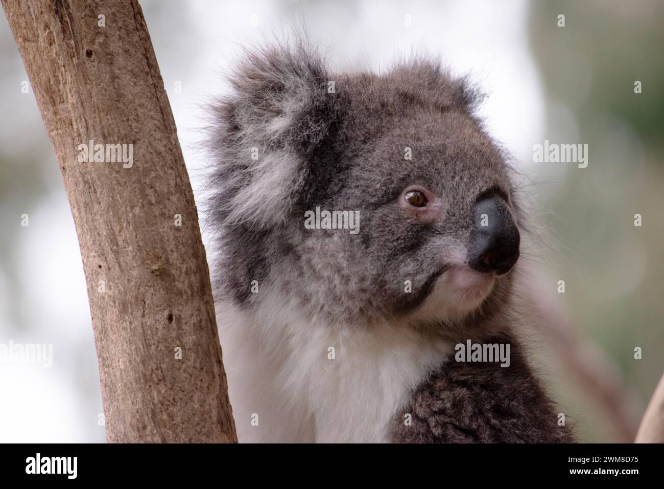 Le Koala a une grande tête ronde, de grandes oreilles de fourrure et un gros nez noir. Leur fourrure est habituellement de couleur gris-brun avec la fourrure blanche sur la poitrine, les bras intérieurs, Banque D'Images