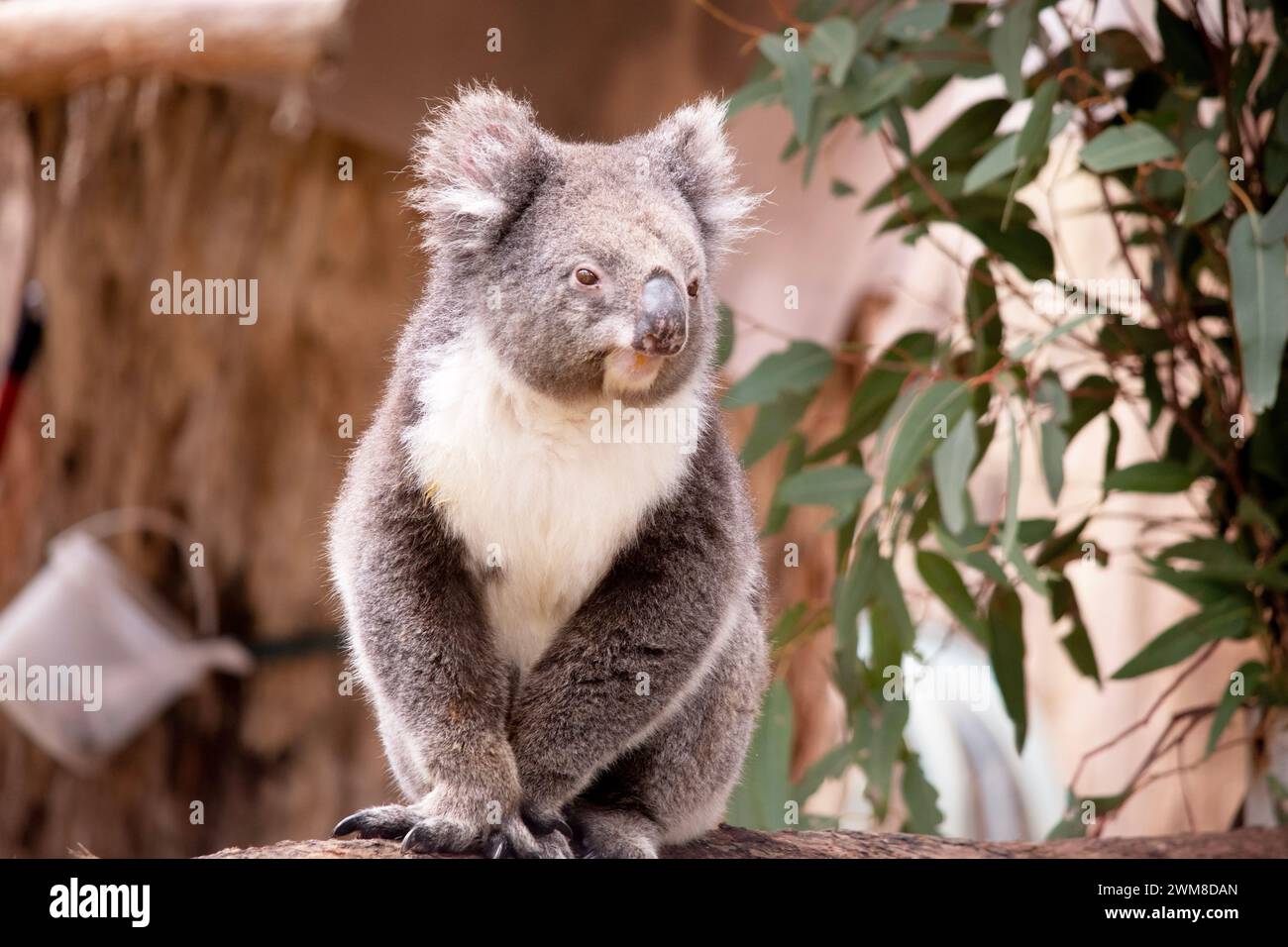 Le Koala a une grande tête ronde, de grandes oreilles de fourrure et un gros nez noir. Leur fourrure est habituellement de couleur gris-brun avec la fourrure blanche sur la poitrine, les bras intérieurs, Banque D'Images