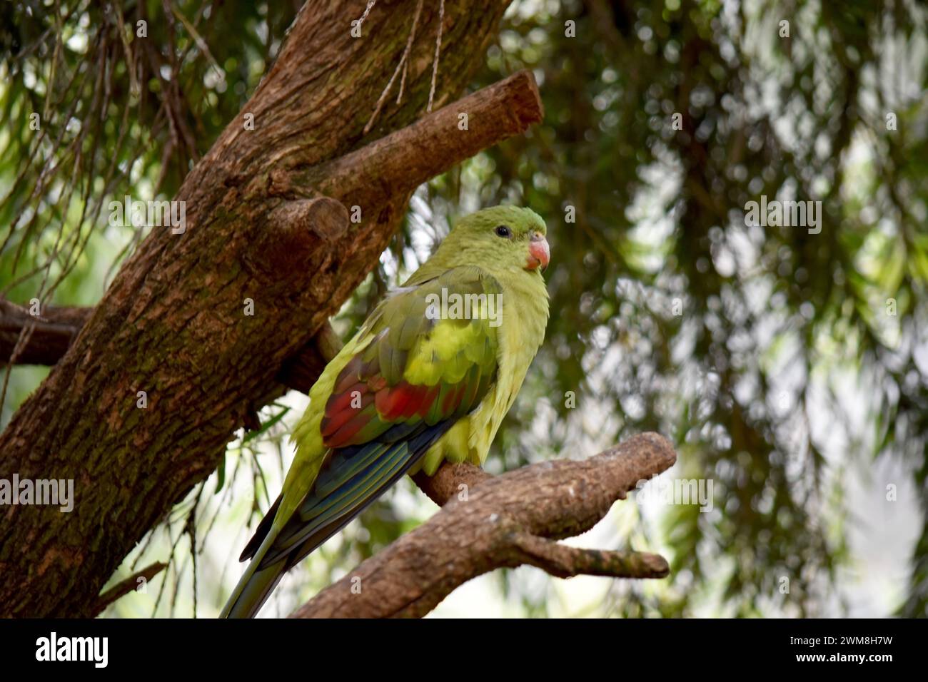 Le perroquet régent femelle est vert clair. Il est doté de bandes d'épaule jaunes et une bande étroite rouge traverse le centre des ailes et le dessous jaune Banque D'Images