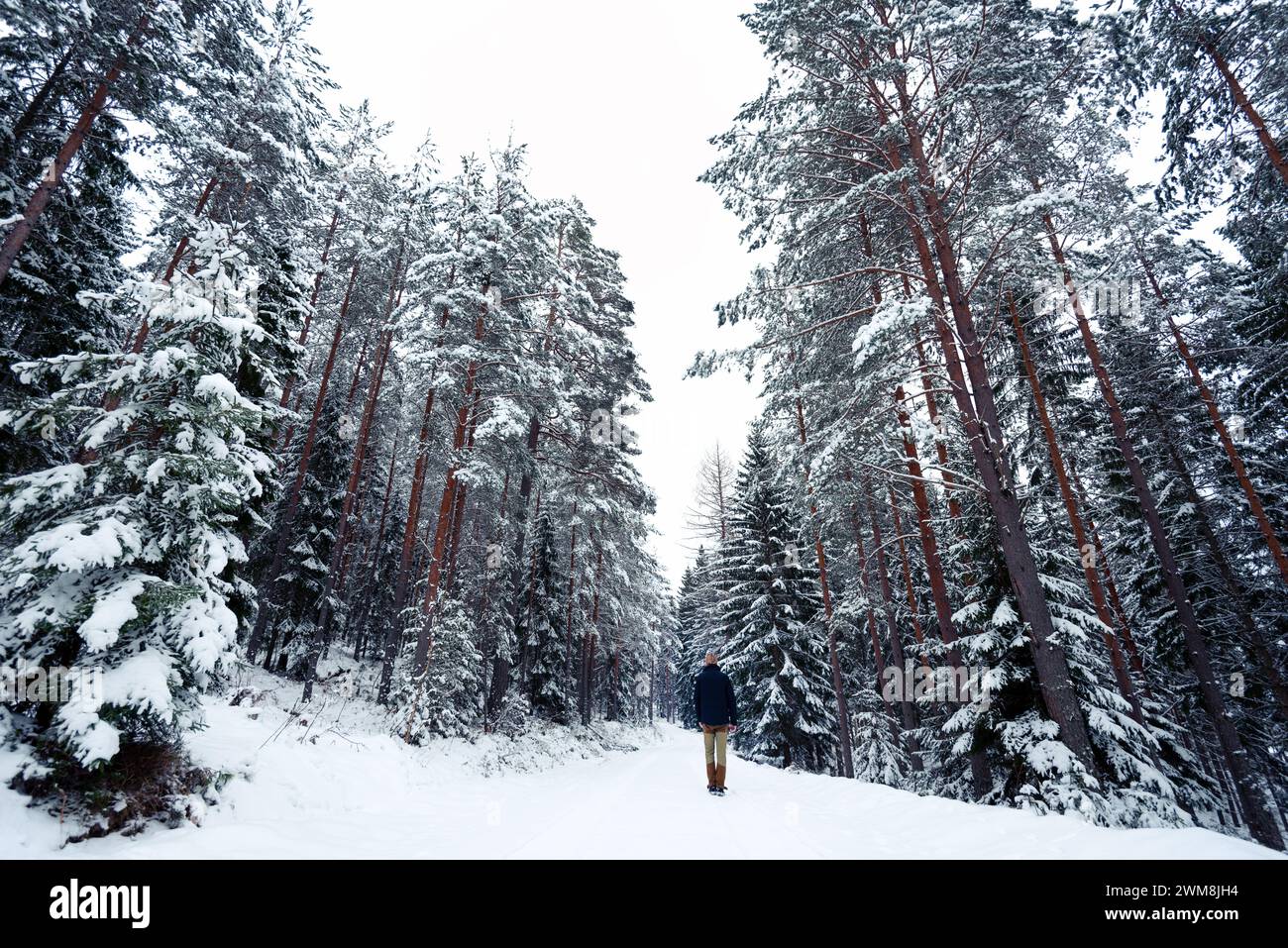 Homme adulte marchant sur la neige blanche fraîche à la forêt de bouleaux dans la belle journée froide d'hiver. Passer du temps seul. Vue arrière. Atmosphère paisible dans la nature Banque D'Images