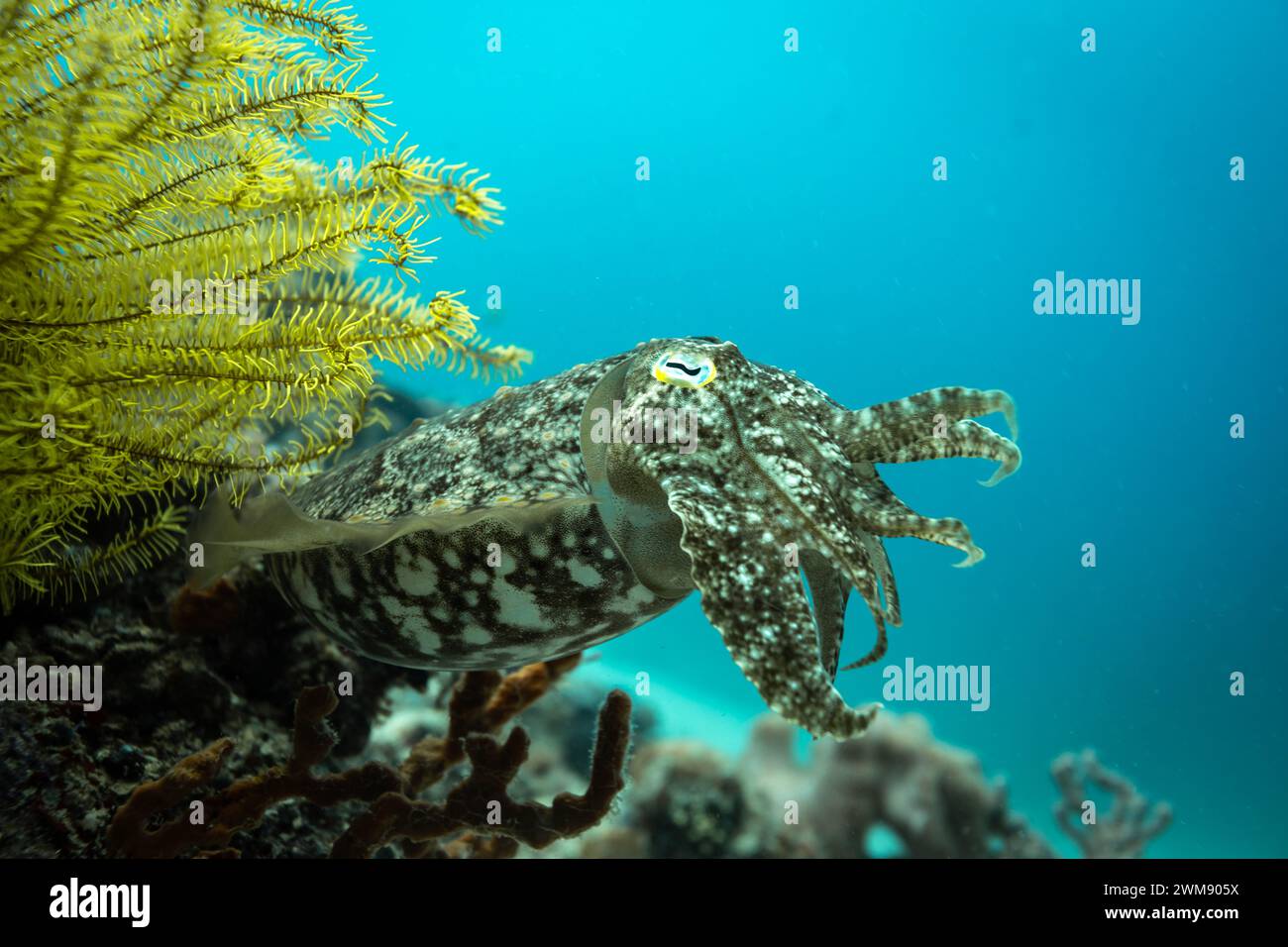 Cuddlefish, Sepiida, nageant le long du récif corallien tropical affichant un camouflage tacheté brun et blanc Banque D'Images