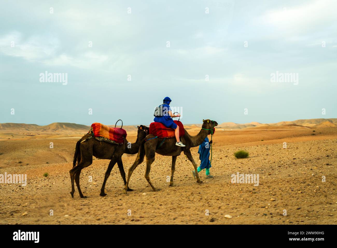 Chameau dans le désert du maroc Banque D'Images