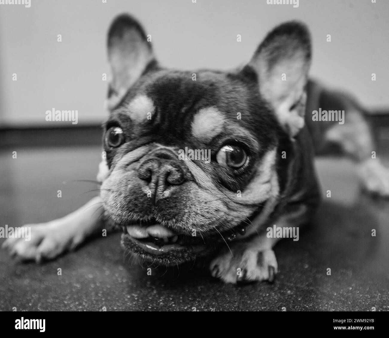 Un bouledogue français magnifique et ludique pose pour un portrait. Banque D'Images