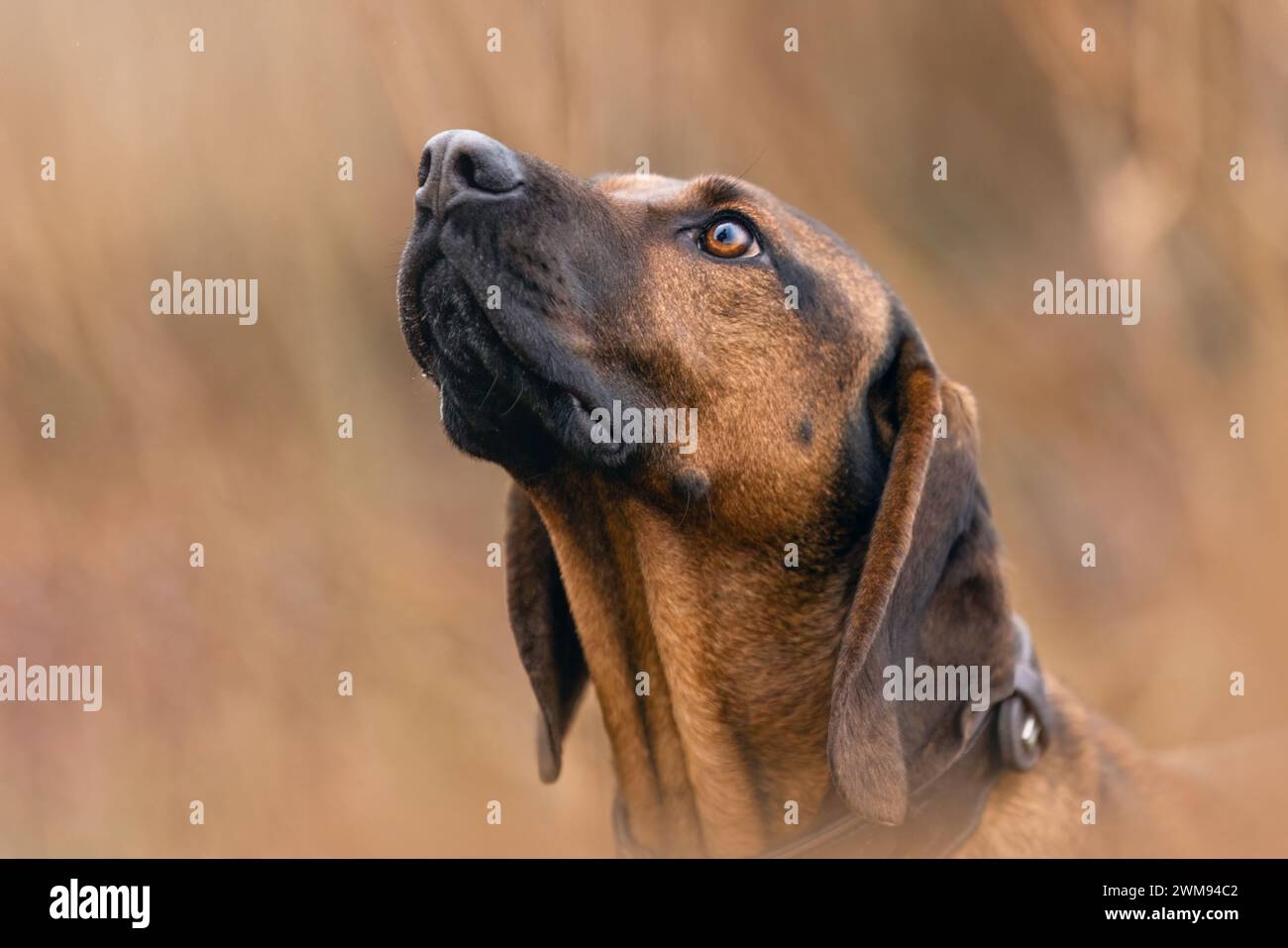Portrait de tête d'un chien de montagne bavarois, bayerischer Gebirgsschweißhund, BGS Banque D'Images
