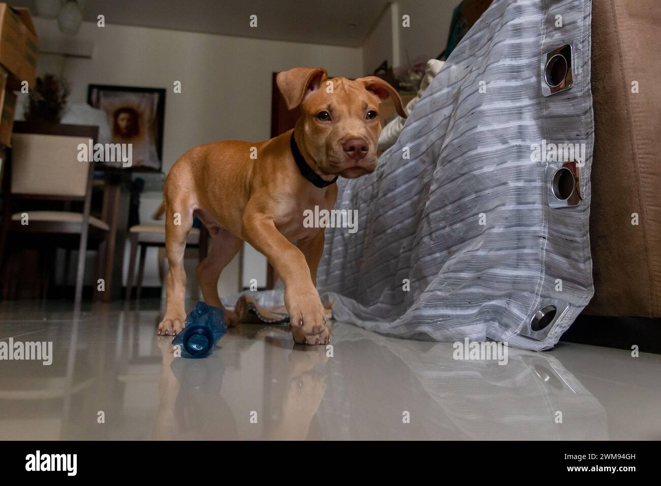 Un chien pitbull regardant la caméra. Bébé animal de compagnie de couleur caramel. Banque D'Images